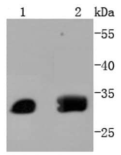 Invitrogen ATF5 Recombinant Rabbit Monoclonal Antibody (SD2099) 100 &mu;L;