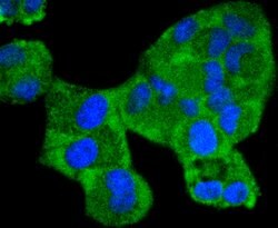 Invitrogen Phospho-MEK1 (Ser298) Recombinant Rabbit Monoclonal Antibody