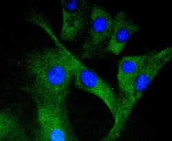 Invitrogen Phospho-MEK1 (Ser298) Recombinant Rabbit Monoclonal Antibody