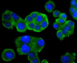Invitrogen Phospho-MEK1 (Ser298) Recombinant Rabbit Monoclonal Antibody