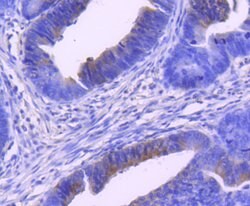 Invitrogen Phospho-MEK1 (Ser298) Recombinant Rabbit Monoclonal Antibody