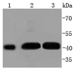 Invitrogen Phospho-MEK1 (Ser298) Recombinant Rabbit Monoclonal Antibody