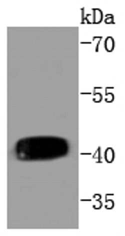 Invitrogen Phospho-MEK1 (Thr292) Recombinant Rabbit Monoclonal Antibody (SD2088) 100 &mu;L | Buy Online | Invitrogen&trade; | Fisher Scientific
