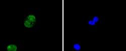 Invitrogen Histone H4 Recombinant Rabbit Monoclonal Antibody (SD209-04)