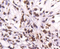Invitrogen Histone H4 Recombinant Rabbit Monoclonal Antibody (SD209-04)