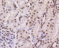 Invitrogen Histone H4 Recombinant Rabbit Monoclonal Antibody (SD209-04)