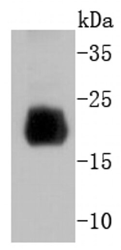 Invitrogen Histone H4 Recombinant Rabbit Monoclonal Antibody (SD209-04)