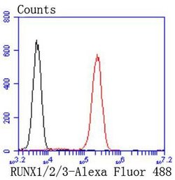 Invitrogen RUNX1/RUNX2/RUNX3 Recombinant Rabbit Monoclonal Antibody (SD0803)