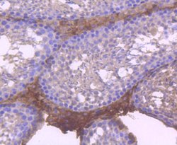 Invitrogen RUNX1/RUNX2/RUNX3 Recombinant Rabbit Monoclonal Antibody (SD0803)