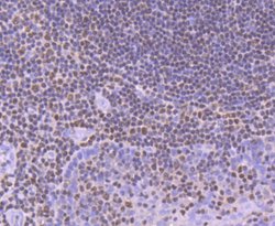 Invitrogen RUNX1/RUNX2/RUNX3 Recombinant Rabbit Monoclonal Antibody (SD0803)