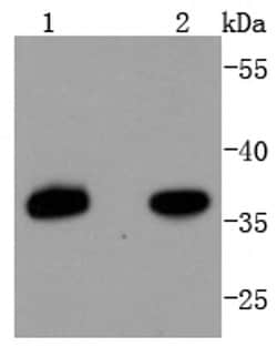 Invitrogen PAX9 Recombinant Rabbit Monoclonal Antibody (SD082-02) 100 &mu;L;