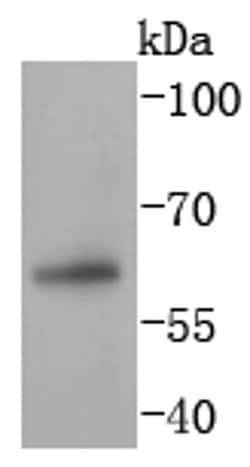 Invitrogen PAX7 Recombinant Rabbit Monoclonal Antibody (SD083-04) 100 μL;