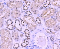 Invitrogen PAX8 Recombinant Rabbit Monoclonal Antibody (SD0832) 100 &mu;L;