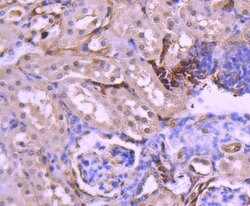 Invitrogen PAX8 Recombinant Rabbit Monoclonal Antibody (SD0832) 100 &mu;L;