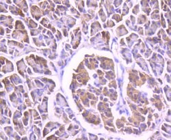 Invitrogen FOXO4 Recombinant Rabbit Monoclonal Antibody (SD0817) 100 &mu;L;