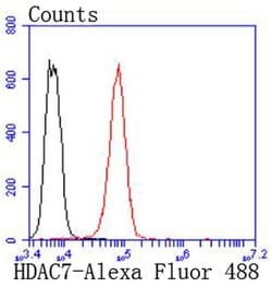 Invitrogen HDAC7 Recombinant Rabbit Monoclonal Antibody (SD082-4) 100 &mu;L;