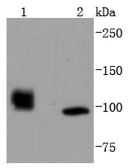 Invitrogen HDAC7 Recombinant Rabbit Monoclonal Antibody (SD082-4) 100 &mu;L;