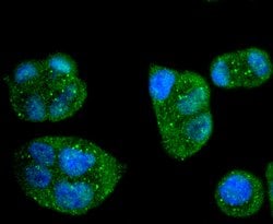 Invitrogen Caspase 8 Recombinant Rabbit Monoclonal Antibody (SD08-06) 100
