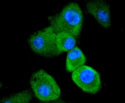 Invitrogen Caspase 8 Recombinant Rabbit Monoclonal Antibody (SD08-06) 100