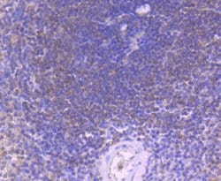 Invitrogen Caspase 8 Recombinant Rabbit Monoclonal Antibody (SD08-06) 100