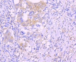 Invitrogen Caspase 8 Recombinant Rabbit Monoclonal Antibody (SD08-06) 100