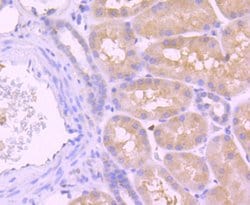 Invitrogen Caspase 8 Recombinant Rabbit Monoclonal Antibody (SD08-06) 100