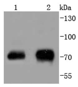 Invitrogen Phospho-c-Raf (Ser43) Recombinant Rabbit Monoclonal Antibody