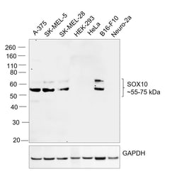 Invitrogen SOX10 Recombinant Rabbit Monoclonal Antibody (SD204-04) 100