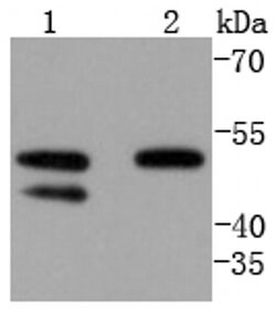 Invitrogen Cyclin A Recombinant Rabbit Monoclonal Antibody (SD2053) 100
