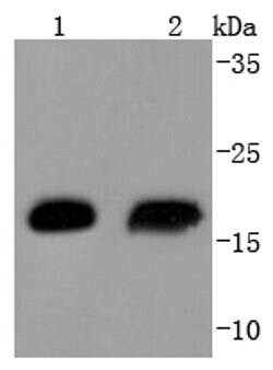 Invitrogen HSP20 Recombinant Rabbit Monoclonal Antibody (SD086-03) 100