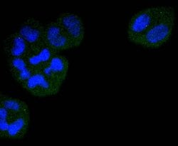 Invitrogen Cdc23 Recombinant Rabbit Monoclonal Antibody (SD08-60) 100 &mu;L;