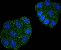 Invitrogen Cdc23 Recombinant Rabbit Monoclonal Antibody (SD08-60) 100 &mu;L;
