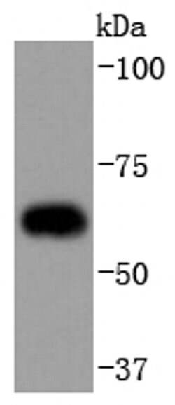 Invitrogen Cdc23 Recombinant Rabbit Monoclonal Antibody (SD08-60) 100 &mu;L;