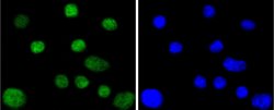 Invitrogen Cdc40 Recombinant Rabbit Monoclonal Antibody (SD085-9) 100 &mu;L;