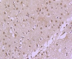 Invitrogen Cdc40 Recombinant Rabbit Monoclonal Antibody (SD085-9) 100 &mu;L;