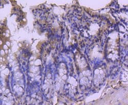 Invitrogen Cdc40 Recombinant Rabbit Monoclonal Antibody (SD085-9) 100 &mu;L;