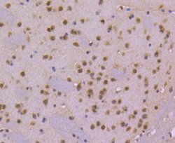 Invitrogen Cdc40 Recombinant Rabbit Monoclonal Antibody (SD085-9) 100 &mu;L;