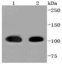 Invitrogen HSP105 Recombinant Rabbit Monoclonal Antibody (SD85-06) 100