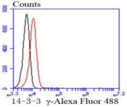 Invitrogen 14-3-3 gamma Recombinant Rabbit Monoclonal Antibody (SD20-65)