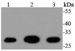 Invitrogen 14-3-3 gamma Recombinant Rabbit Monoclonal Antibody (SD20-65)