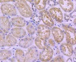Invitrogen HSPA14 Recombinant Rabbit Monoclonal Antibody (SD08-48) 100
