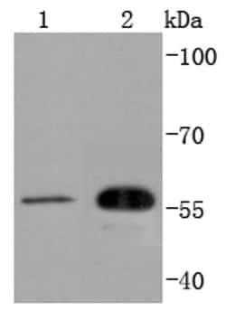 Invitrogen Cdc42EP1 Recombinant Rabbit Monoclonal Antibody (SD08-54) 100 &mu;L | Buy Online | Invitrogen&trade; | Fisher Scientific