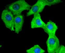 Invitrogen 14-3-3 theta Recombinant Rabbit Monoclonal Antibody (SD084-02) 100 &mu;L | Buy Online | Invitrogen&trade; | Fisher Scientific