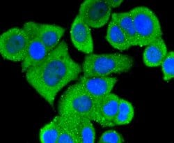 Invitrogen MEKK3 Recombinant Rabbit Monoclonal Antibody (SD0839) 100 &mu;L;