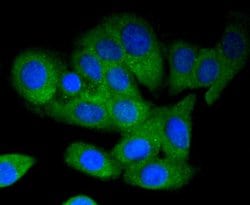 Invitrogen MEKK3 Recombinant Rabbit Monoclonal Antibody (SD0839) 100 &mu;L;