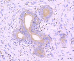 Invitrogen MEKK3 Recombinant Rabbit Monoclonal Antibody (SD0839) 100 &mu;L;