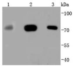 Invitrogen MEKK3 Recombinant Rabbit Monoclonal Antibody (SD0839) 100 &mu;L;