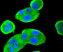 Invitrogen 14-3-3 beta Recombinant Rabbit Monoclonal Antibody (SD0837)
