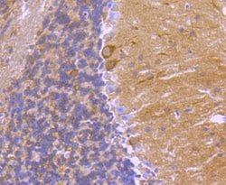 Invitrogen 14-3-3 beta Recombinant Rabbit Monoclonal Antibody (SD0837)