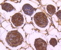 Invitrogen 14-3-3 beta Recombinant Rabbit Monoclonal Antibody (SD0837)
